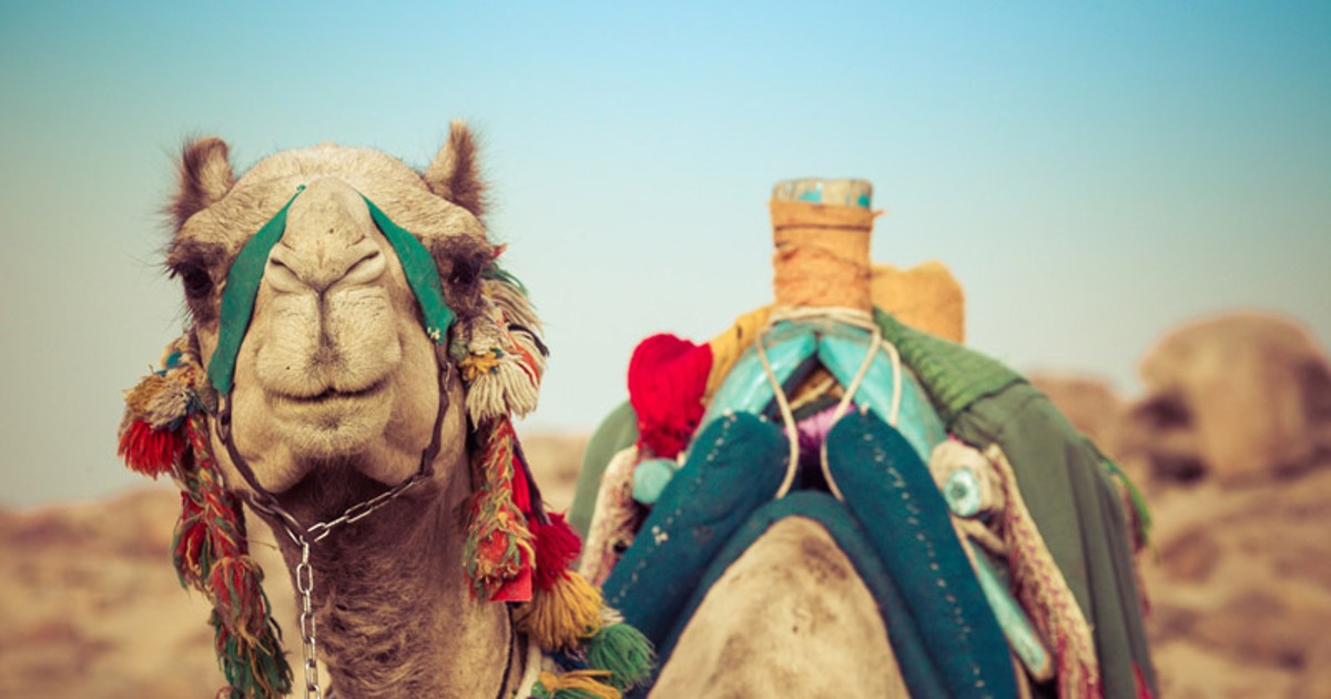 Egypt Blog - Social June 22