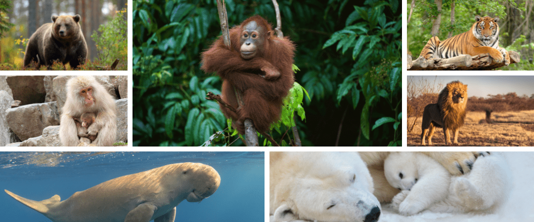 Exploring the World’s Best Destinations for Animal Lovers