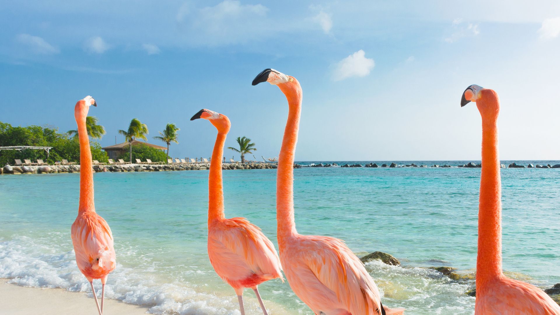 BRF - APR25 -Hero Image - DC - Aruba