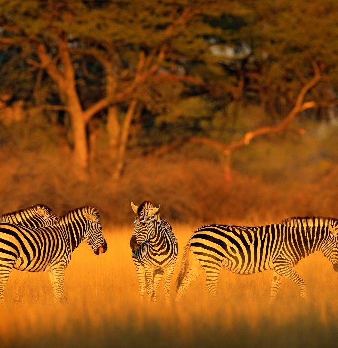 BRF - Zimbabwe